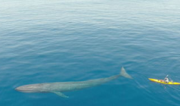 蓝鲸视频,揭秘海洋生物的神秘世界