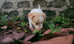 小狗视频,小狗视频集锦，萌态百出，治愈你的心灵